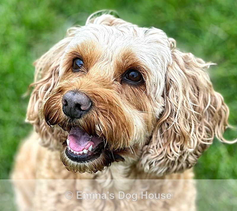  - Pawtraits
