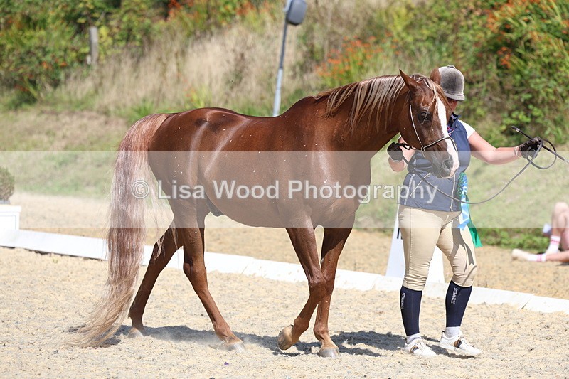 3E7A9803 - In Hand Championship