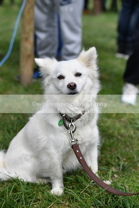 WJ5_9286 - Class 1 Best Cross Breed / Heniz 57