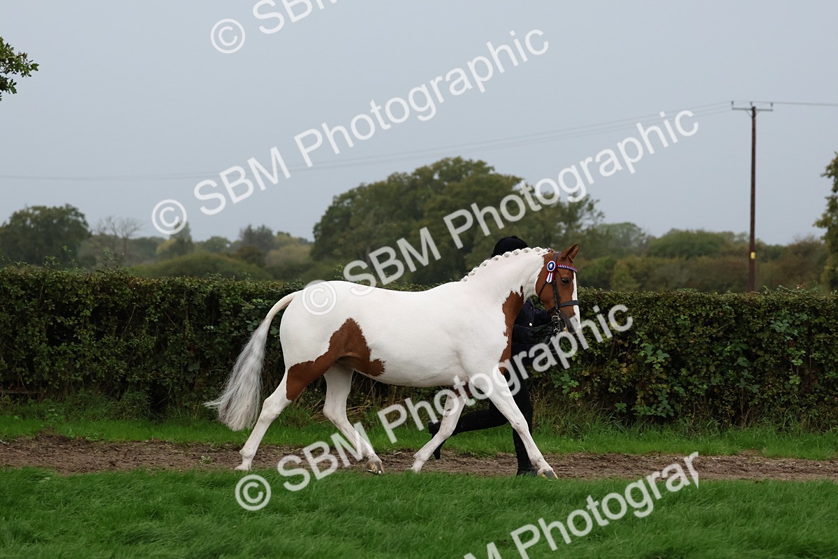 SBM_35279 - S10 - Best In Hand Horse & Pony