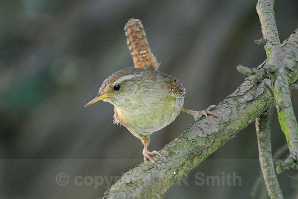 Wren - BIRDS & INSECTS