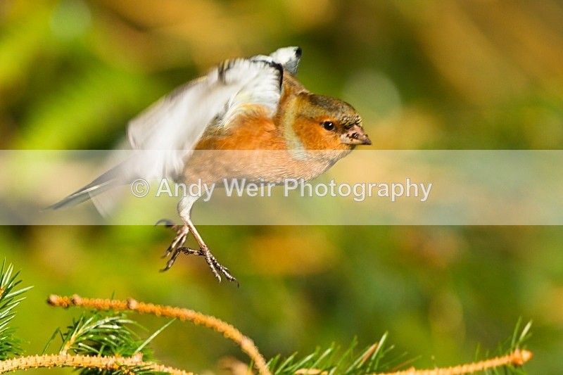 20121110-_MG_1321 - Chaffinch