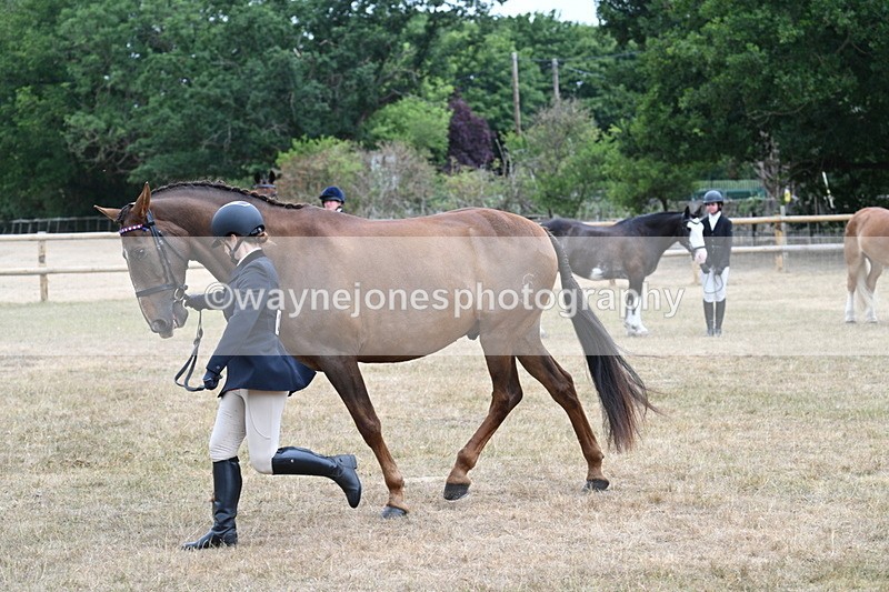 WJ7_0086 - Class 5a Most Handsome Gelding (above 14.2hh)