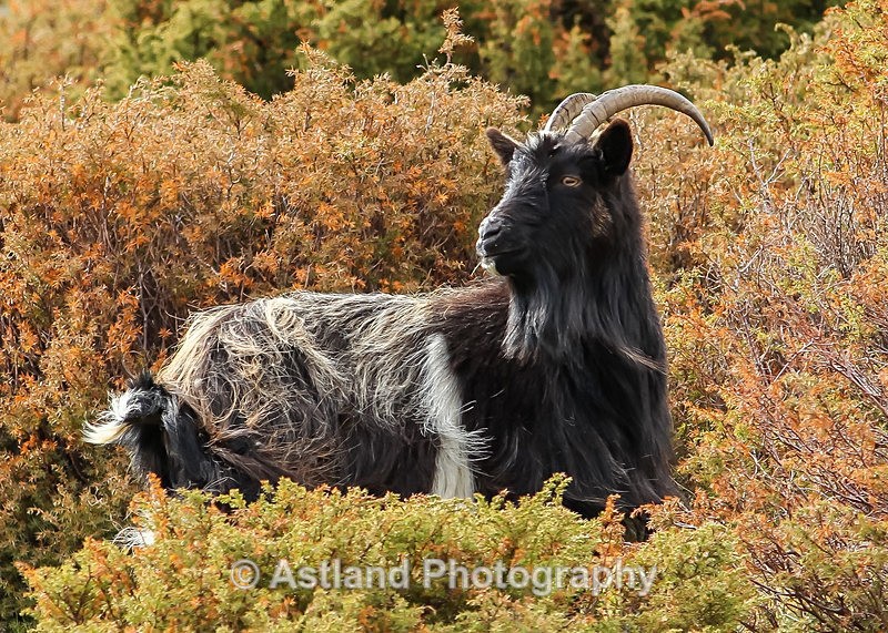 Astland Photography, Bird and Wildlife Images, Susan and Peter Wilson, U.K.