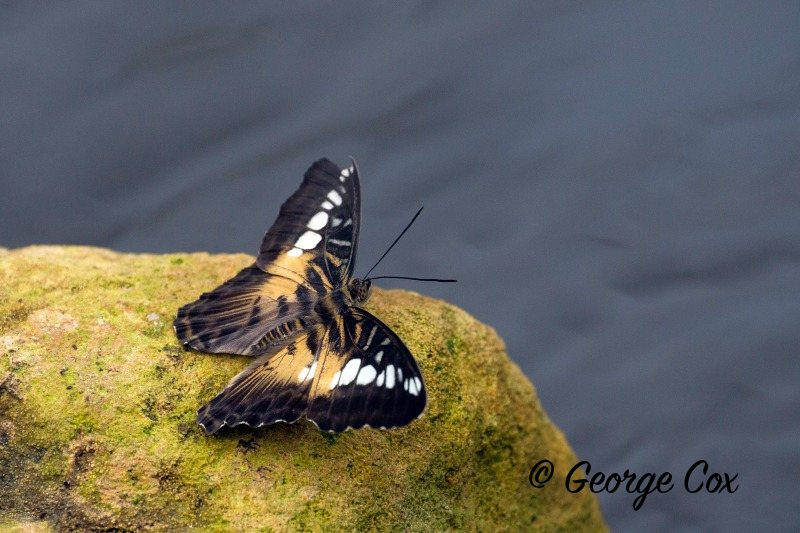 Clipper - Parthenos Silva