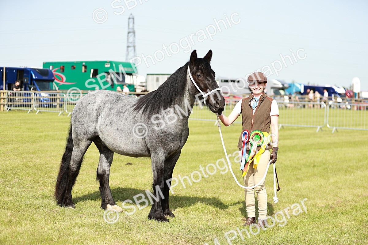 SBM_01581 - Class 14-23 - Mountain & Moorland In Hand Non Welsh