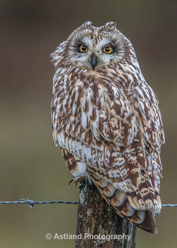 Astland Photography, Bird and Wildlife Images, Susan and Peter Wilson, U.K.