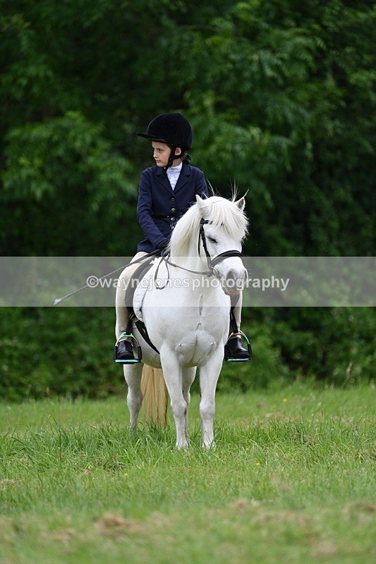 WJ7_4419 - Class 14B Prettiest Mare