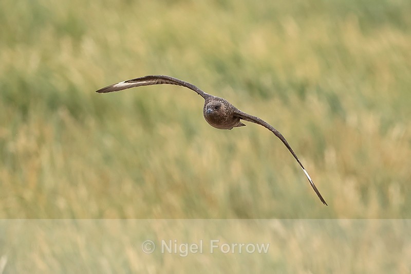 Brown Skua flying, tussac grass background, Steeple Jason - Falkland (Brown) Skua