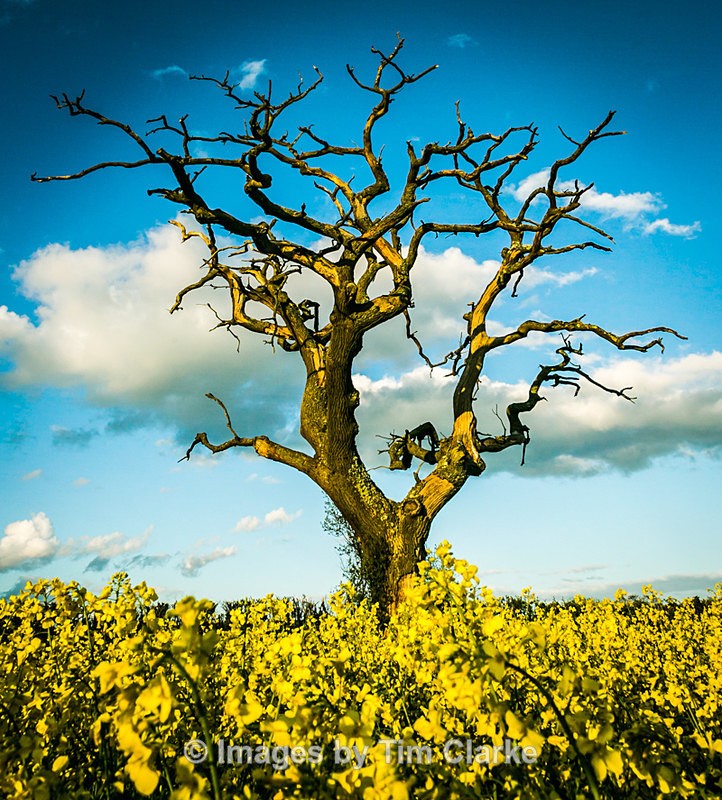 Lone Tree Whipley Manor Farm 10931522 - Landscapes