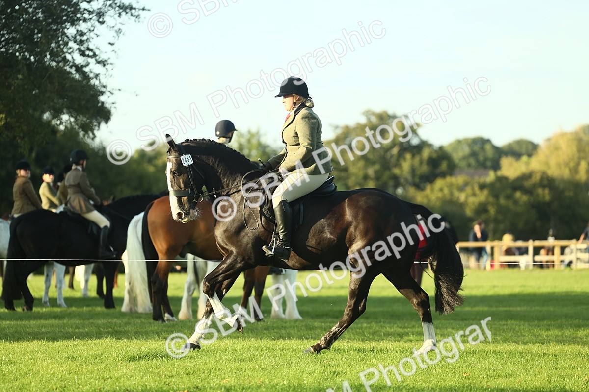 SBM_55536 - S14 - Riding Club Horse