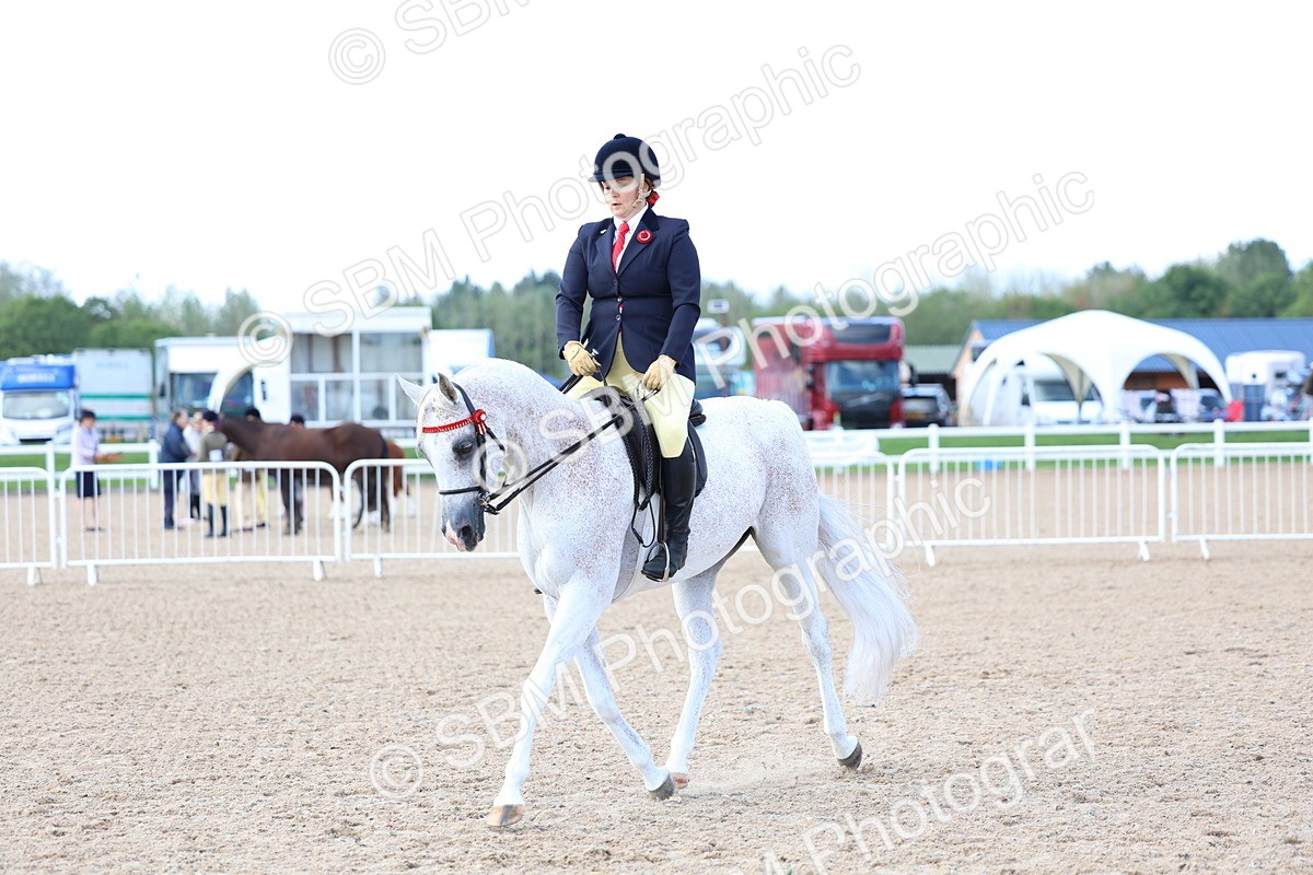 SBM_09135 - Class 303 - Ridden Pure Bred Horse Pony