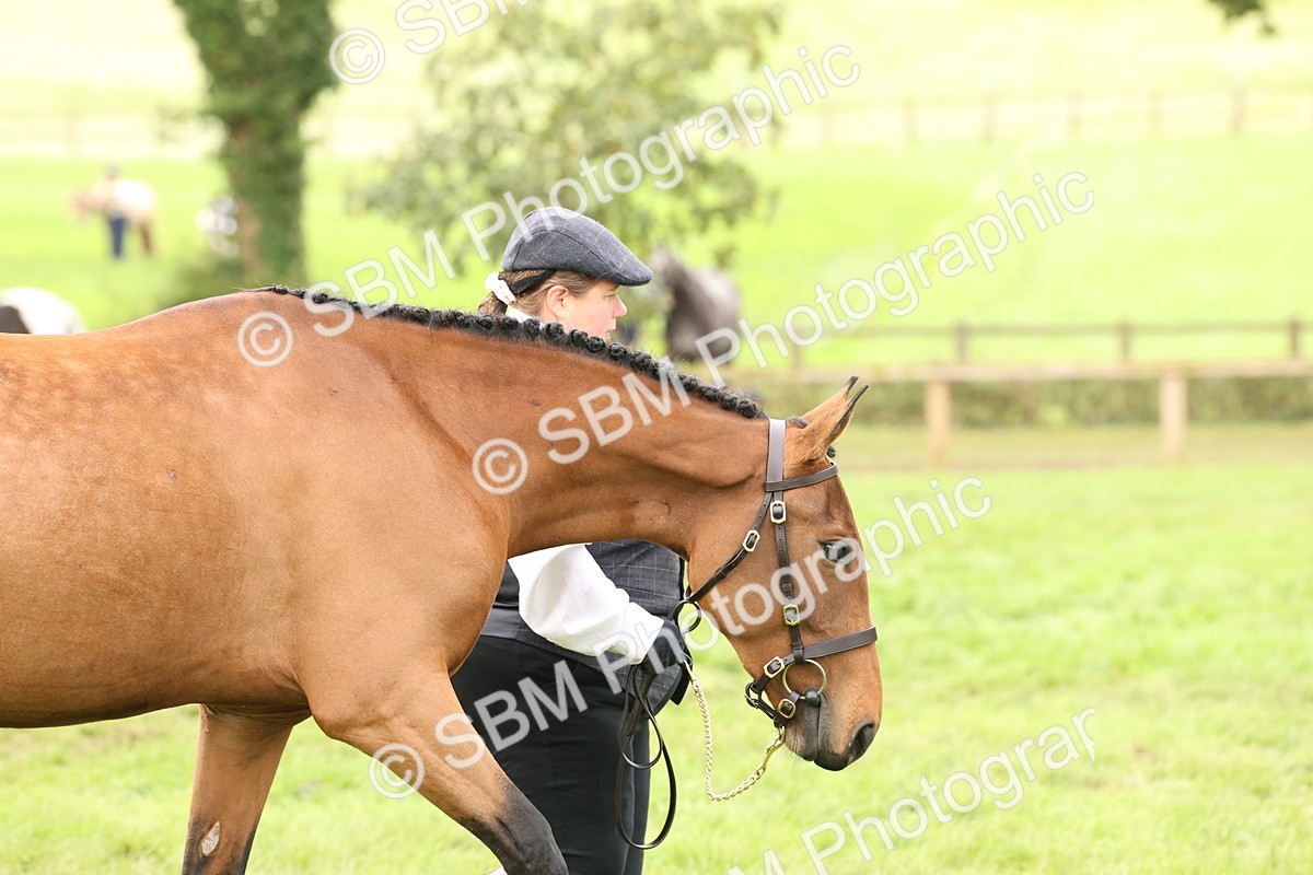 SBM_56247 - S55 - Other Coloured Horse In Hand