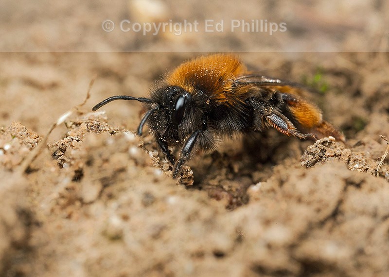Andrena clarkella (f)