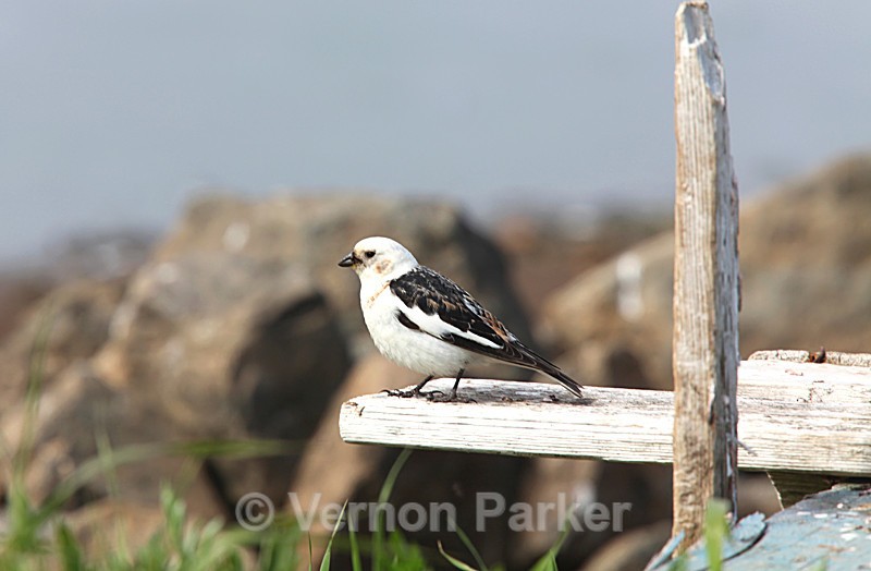 Snow Bunting - Iceland
