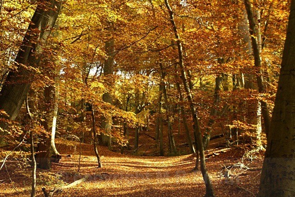Burnham Beeches, Autumn Landscape - LANDSCAPES & TREES
