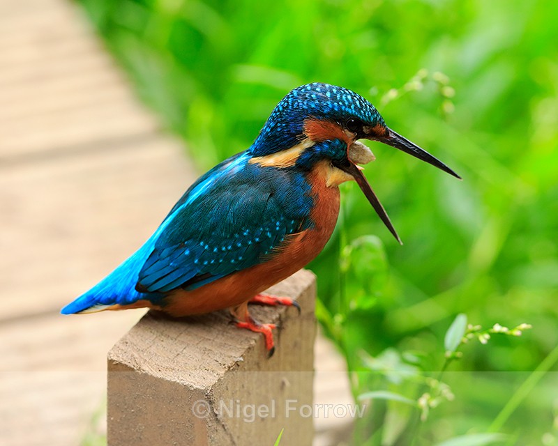 Kingfisher regurgitating a food pellet - Kingfisher