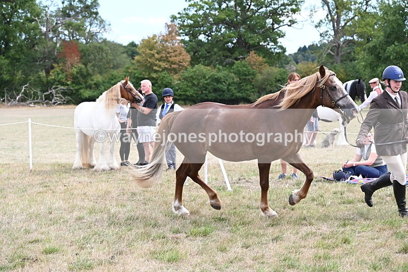 WJ6_5935 - Class 19 In-hand Veterans (Uploaded correct folder)