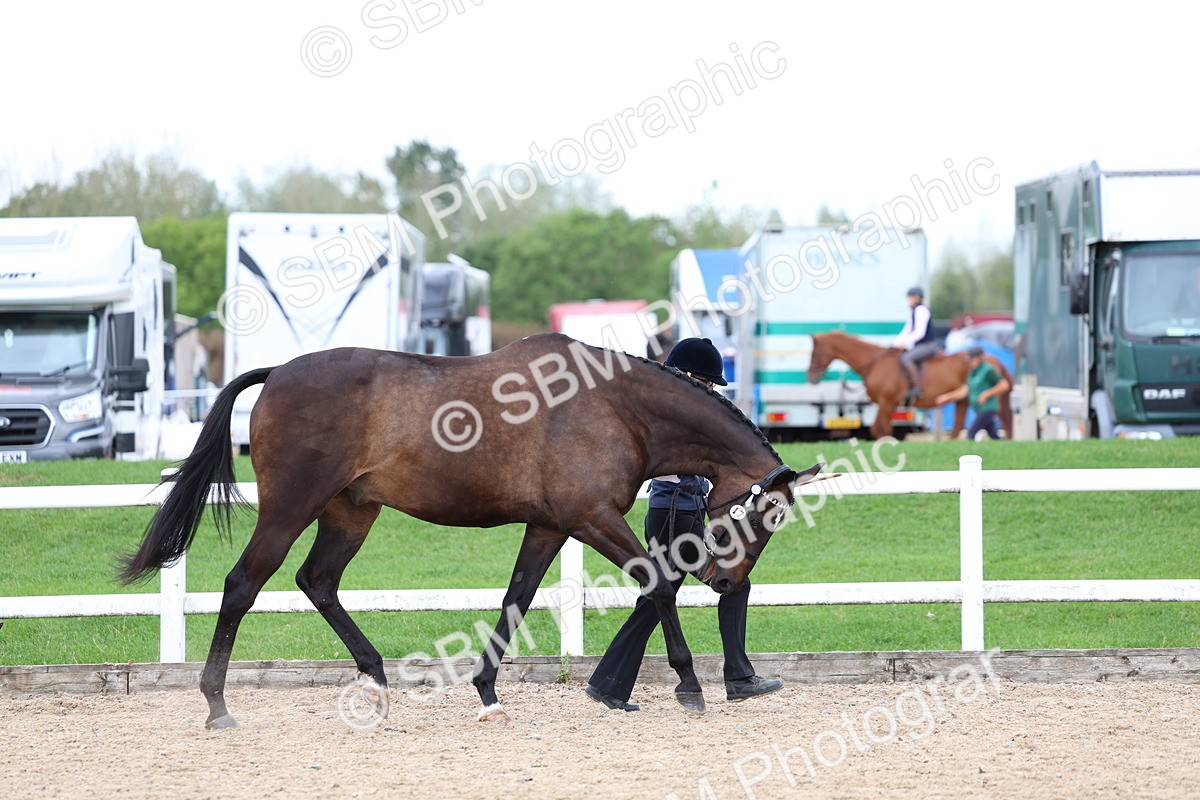 SBM_05698 - Class 28 - IH Veteran Horse