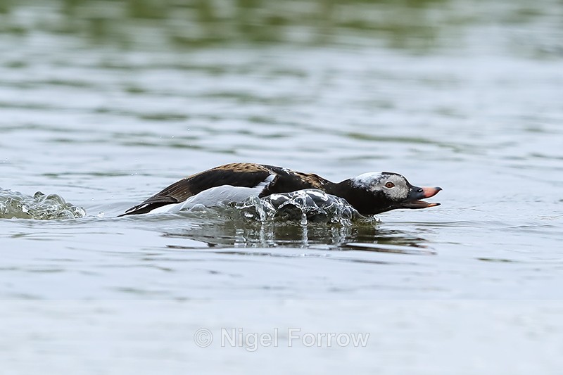 Male Long-tailed Duck in threatening pose, Iceland - Long-tailed Duck
