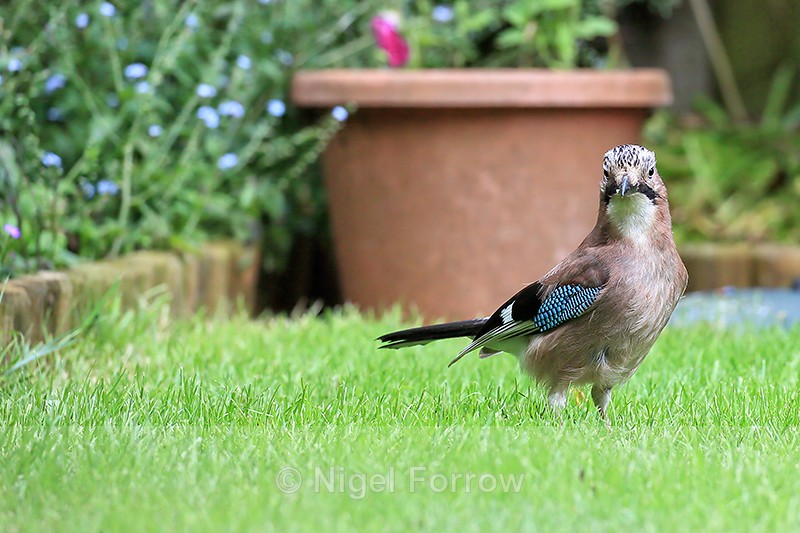 Jay on garden lawn, Oxfordshire, UK - Jay