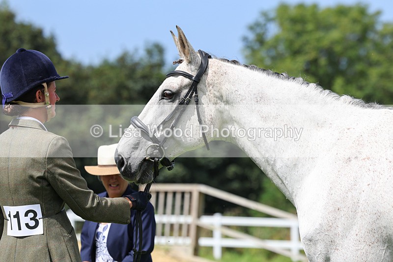 3E7A8794 - Class 5: Working Show Horse