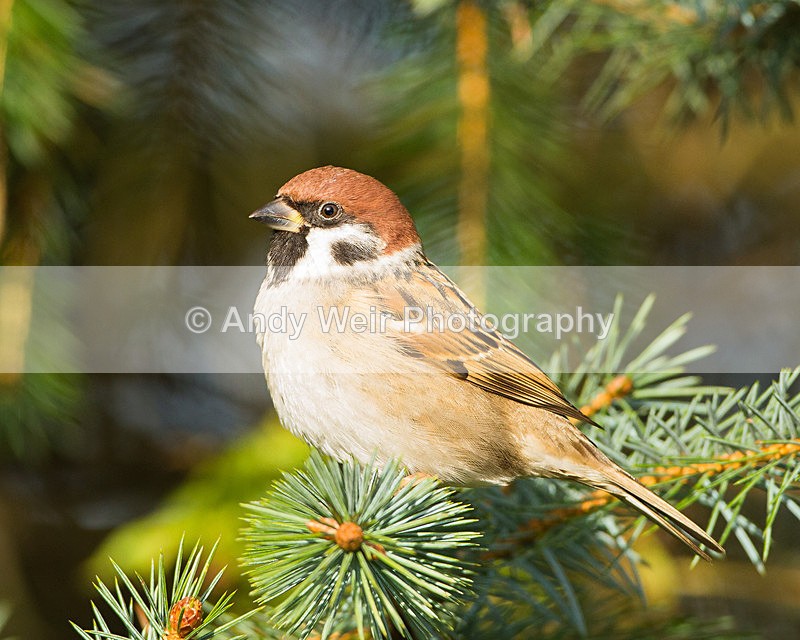 20121118-_MG_1550 - Tree Sparrow