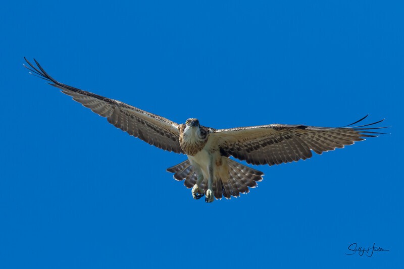 0A3A5020 Soaring - Osprey