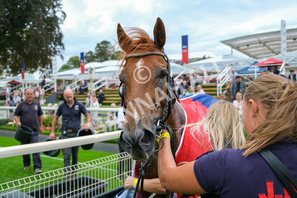 080925-Race 2-Alzahir-7964 - Race 2 3.00pm Sky Bet Super Sub Sprint Handicap