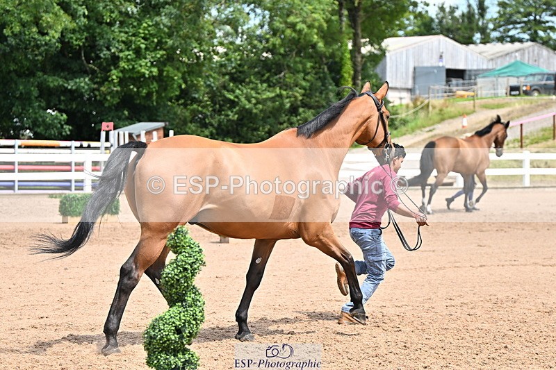 240718A-105304-01522 - Trot Up 12pm to 1pm