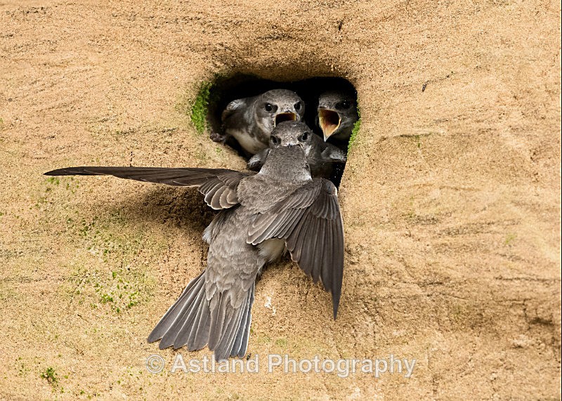 Astland Photography, Bird and Wildlife Images, Susan and Peter Wilson, U.K.