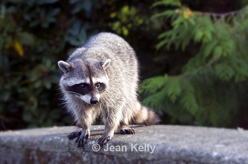 Raccoon - 1297 - Raccoons