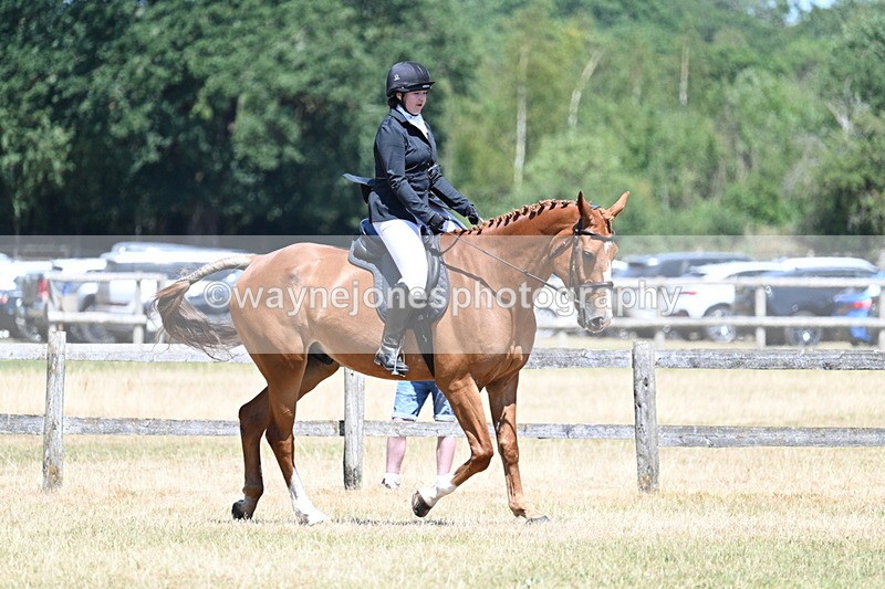 WJ7_2900 - Class 7 Riding Club Show Horse