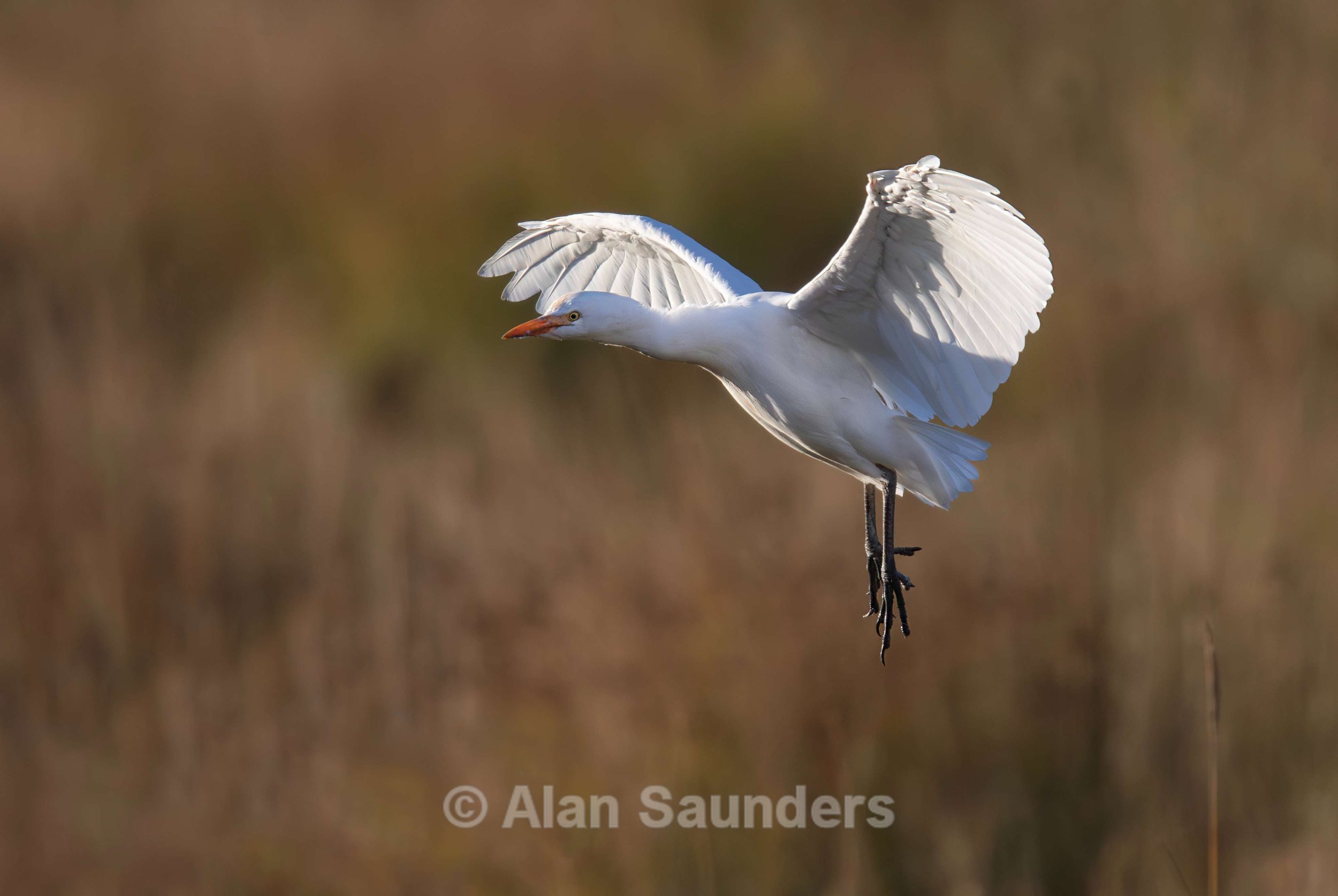Cattle Egret 3
