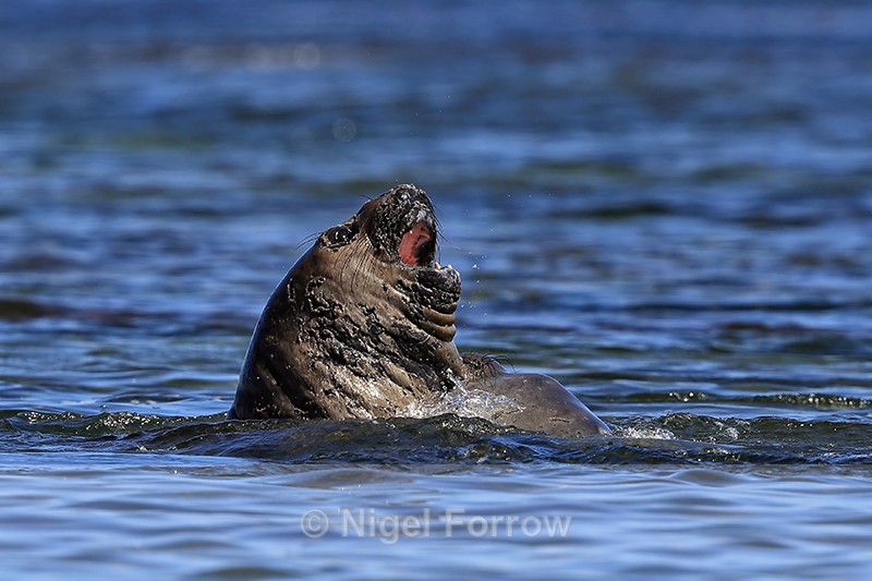 Elephant Seal bitten on throat in sea fight, Carcass Island, Falklands - Seal