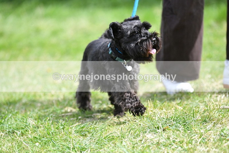 WJ5_0417 - Class 7 Best Terrier