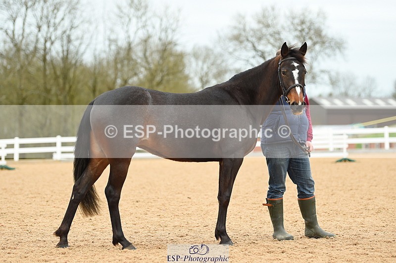 230416A-140216-04726 - Cls 46+43 In Hand Warmbloods and Foreign