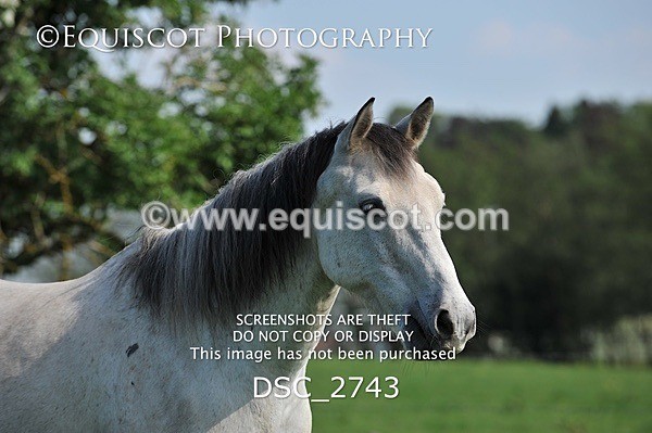 DSC_2743 - ARCHIVE REQUEST - Quincy and Guinness