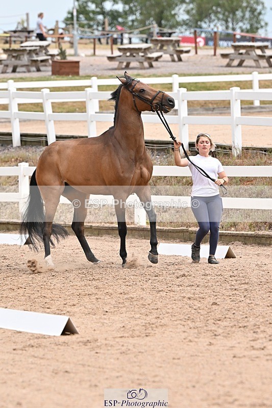 250716-144034-01291 - Trot Up 2.30 to 3.30