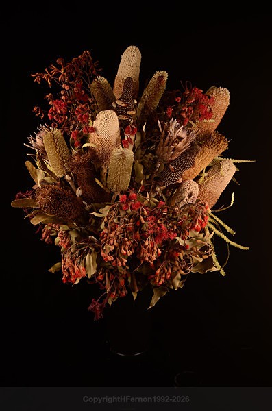  - STILL LIFE ORIGINS - 2011