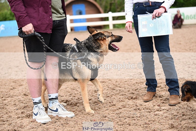 240518A-121010-01109 - Cls 3 Handsomest Dog