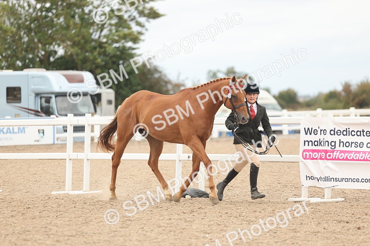 SBM_17076 - Class 313 - IH Retired Racehorse