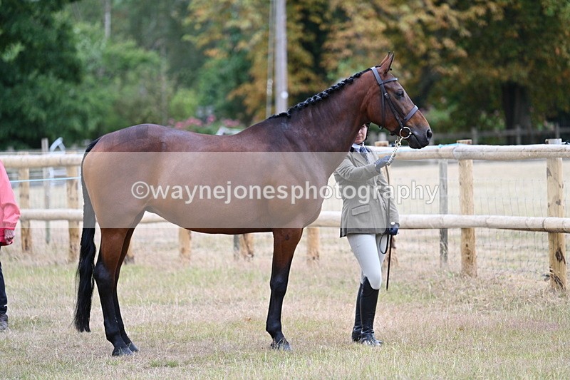 WJ7_8944 - Class 4a Prettiest Mare 14.2hh and over