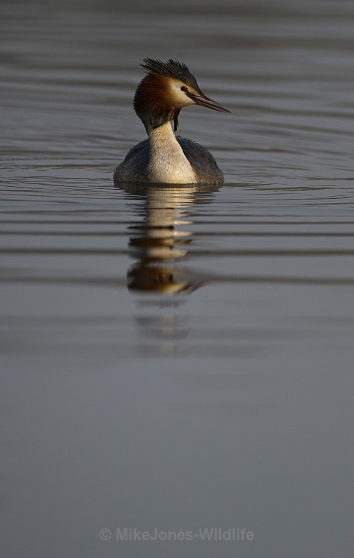 GREAT CRESTED GREBE ref Grebe 6 - GREAT CRESTED GREBES