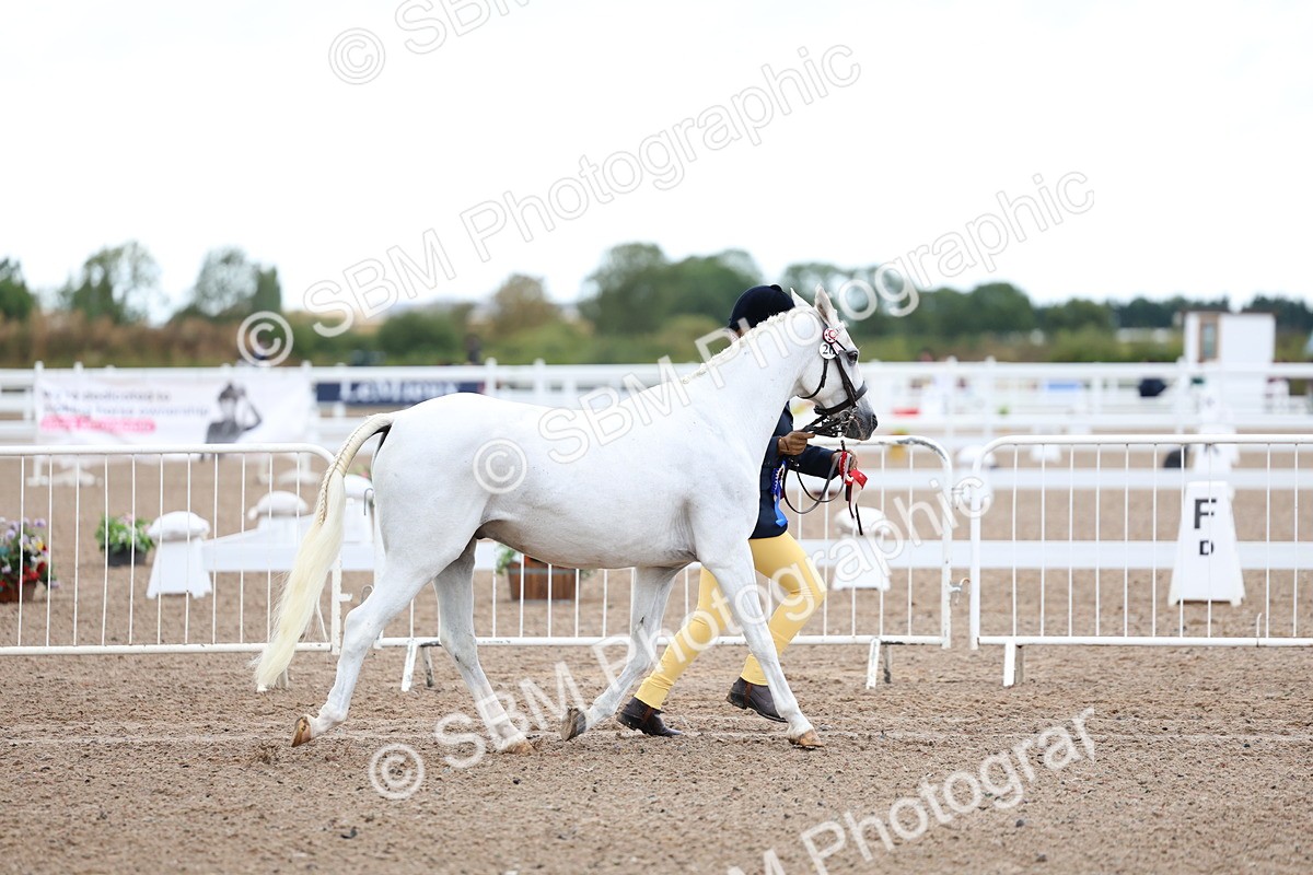 SBM_00274 - Class 13 - Young Handler