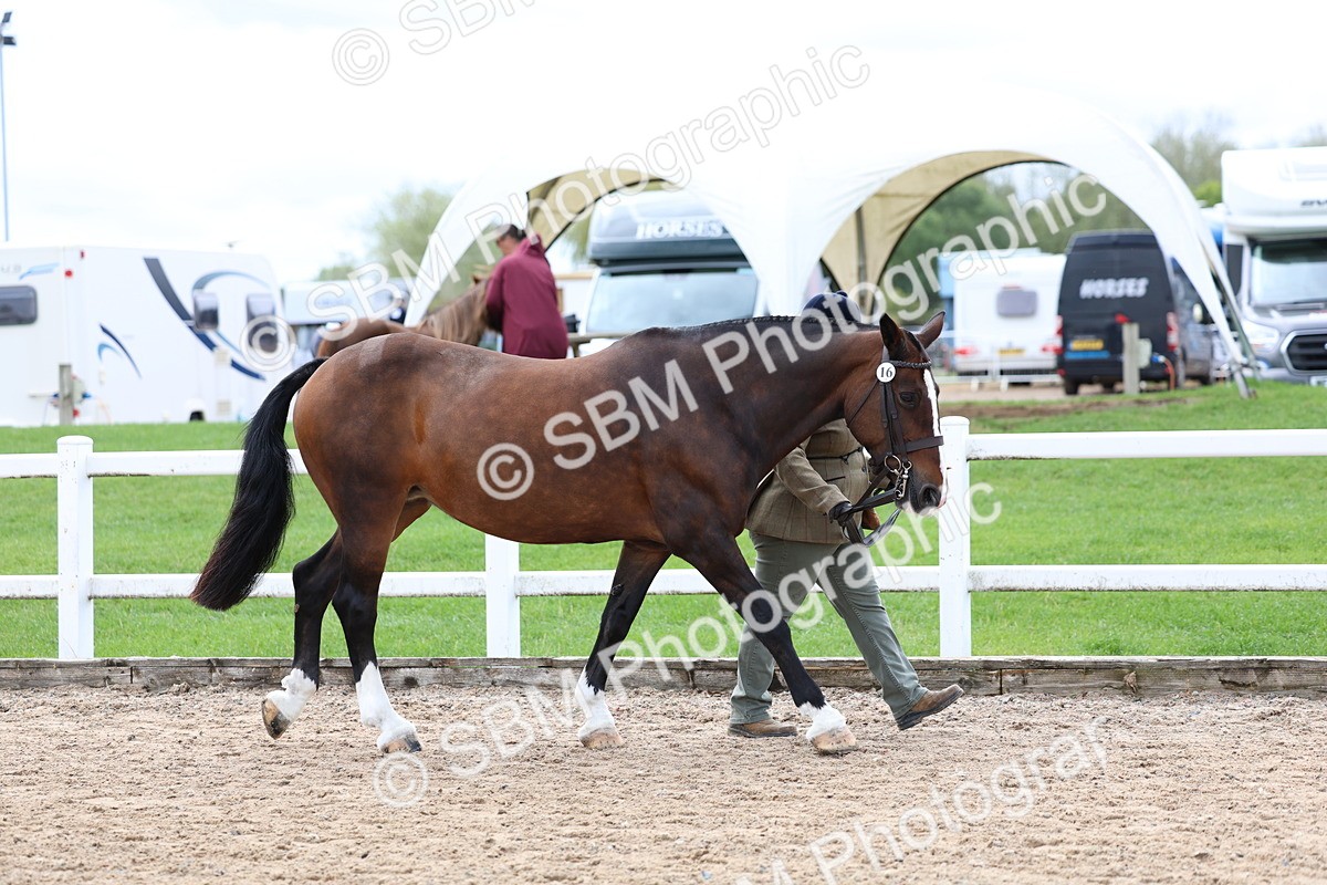 SBM_01516 - Class 17 - Prettiest Mare
