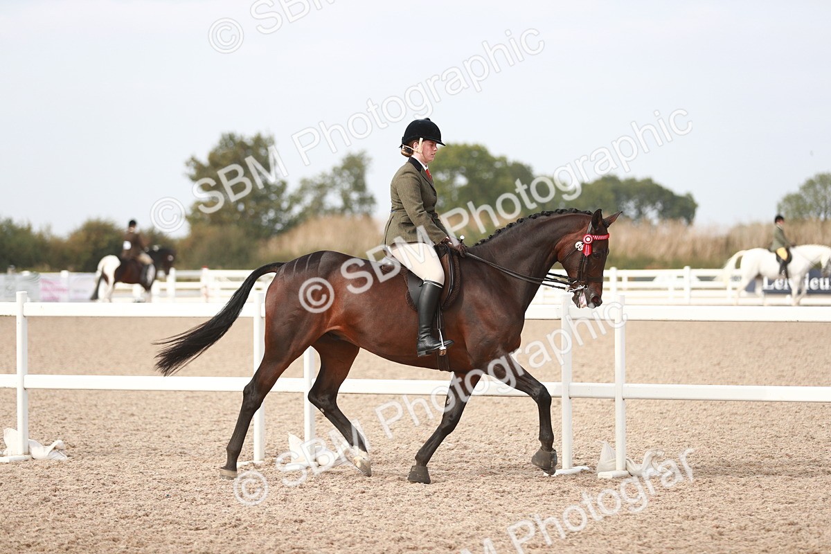 SBM_17445 - Class 215 Ridden Hack/ Riding Horse