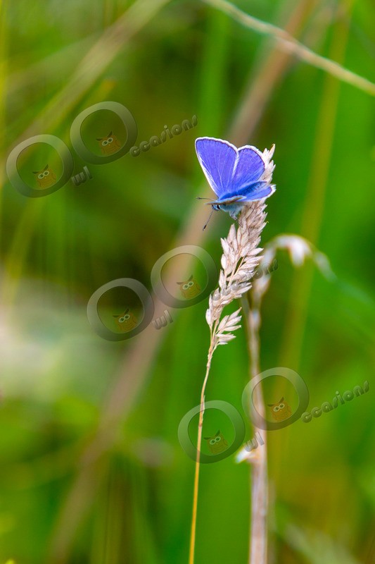 Common Blue-Polyommatus icarus-8792 - Insects from around the world