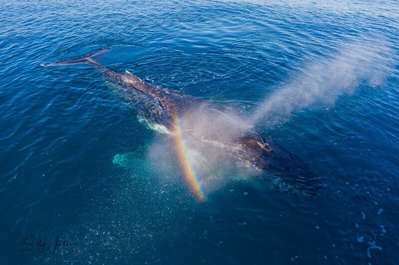 Rainbow Blow_16A8063 - Humpback Whales