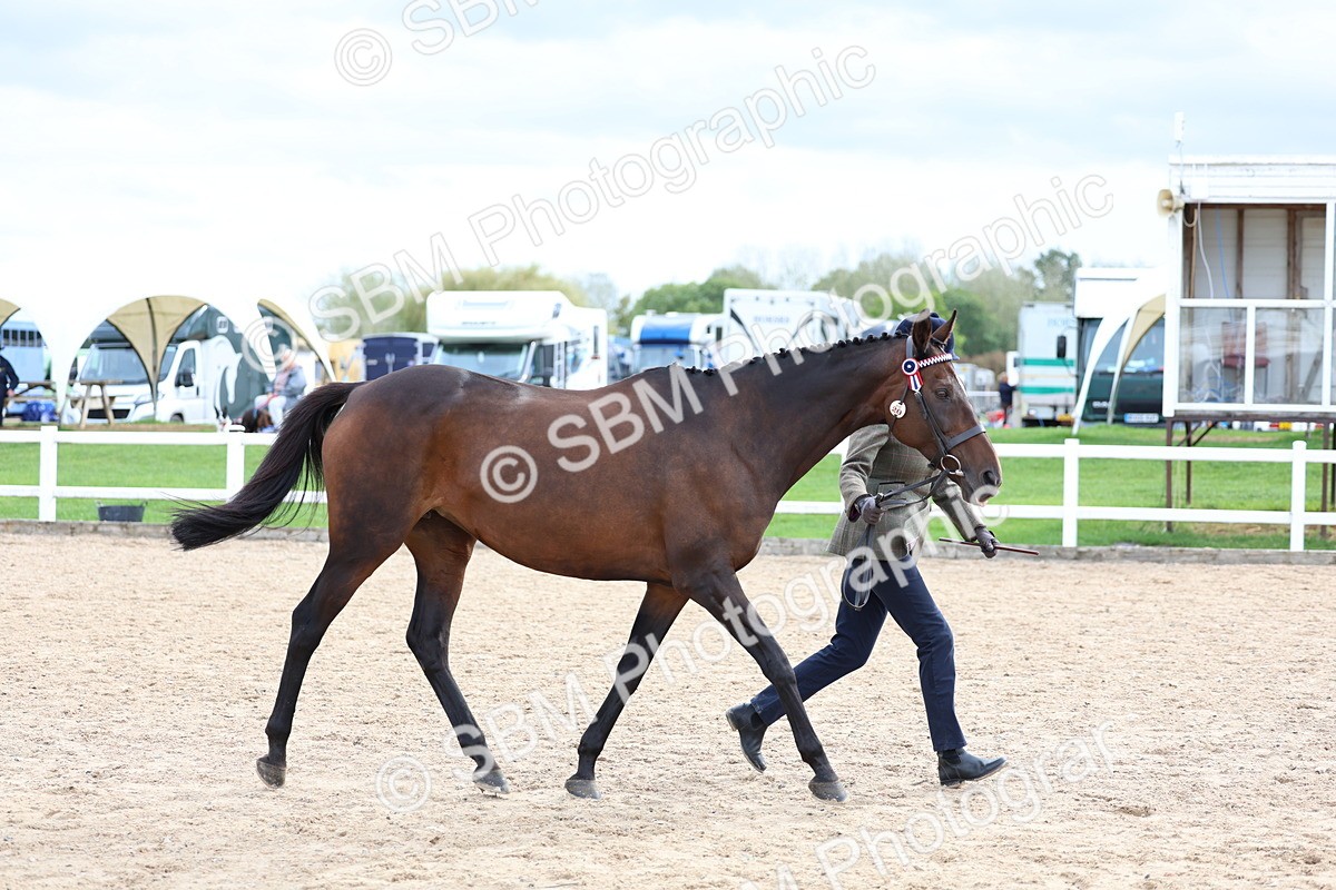 SBM_05763 - Class 28 - IH Veteran Horse